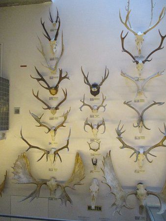 het Natuurhistorisch museum