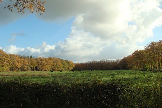 Vagevuurbos