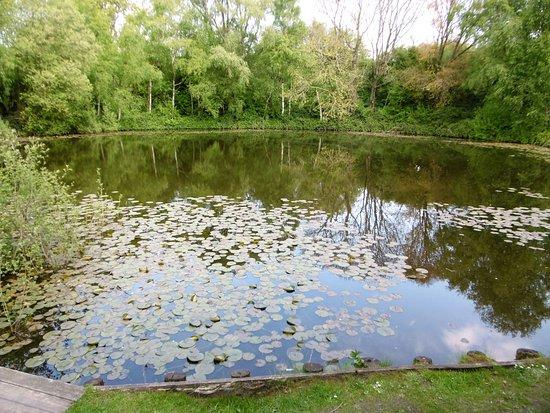 Pool of Peace